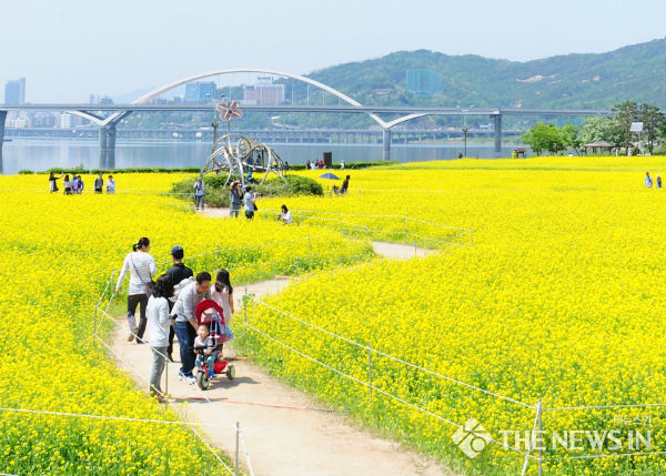 구리 유채꽃축제