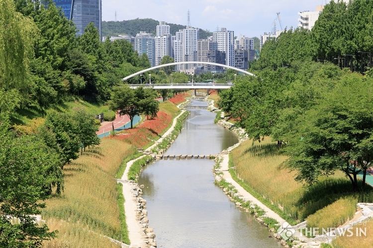 월드컵천 황금보리밭 전경
