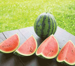 황토밭에서 서해의 해풍을 맞고 자란 줄포수박