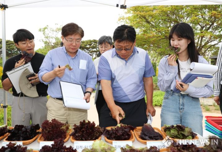 상추 품평회